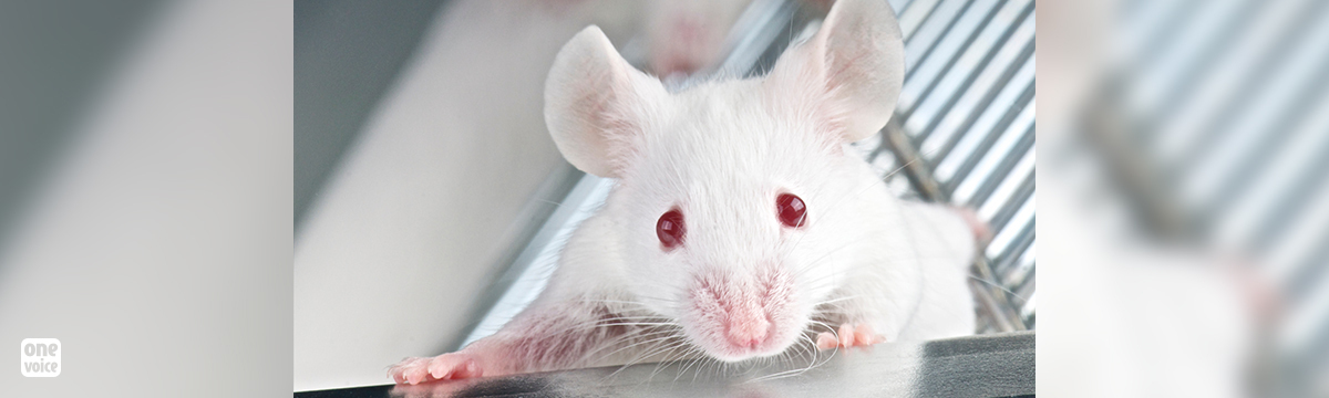 Des dizaines de milliers de souris sont toujours tuées pour le botox ! One Voice exige l’interdiction des tests sur les animaux.