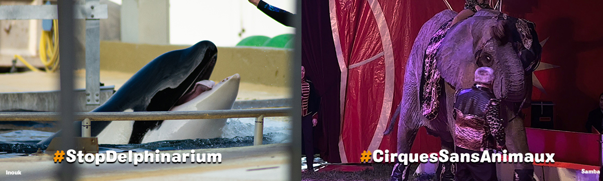 Pour les animaux détenus dans les delphinariums et cirques, One Voice sensibilise le public dans 13 villes en juillet