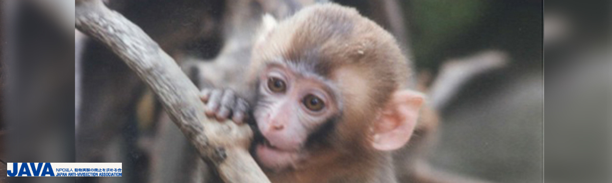 Opposons-nous au projet d'envoyer des macaques japonais croupir dans un zoo en Uruguay !