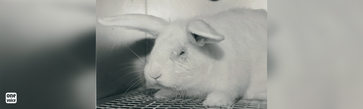 An urgent reform of ethical committees in animal testing is needed