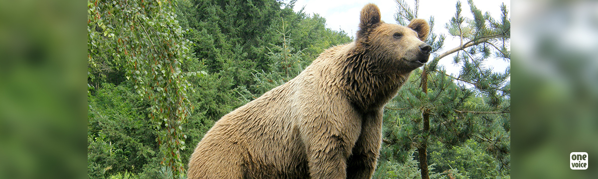 In Ariège, bears are being shot at to make them run away... Hearing in Toulouse on 27 July and 8 August 2022