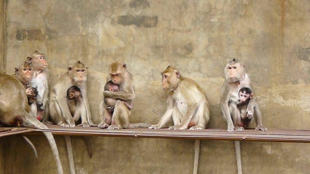 Un transport secret de singes pour des laboratoires européens dévoilé
