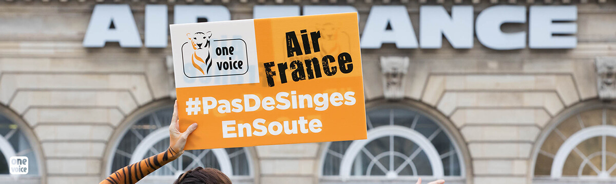 Arrêt du transport des primates par Air France : nous voulons plus d’informations