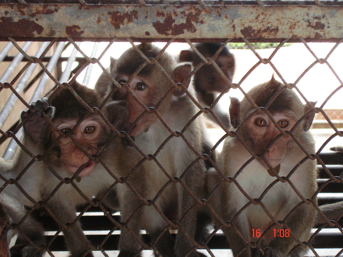 Hainan Airlines prend le relais afin de transporter des singes vers des laboratoires américains