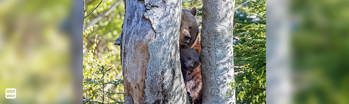 One Voice fait suspendre tous les arrêtés préfectoraux permettant l’effarouchement des ours bruns en Ariège ! 