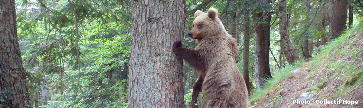 Et de 9 ! Pour les ours dans les Pyrénées, le tribunal administratif donne raison à One Voice une fois de plus.