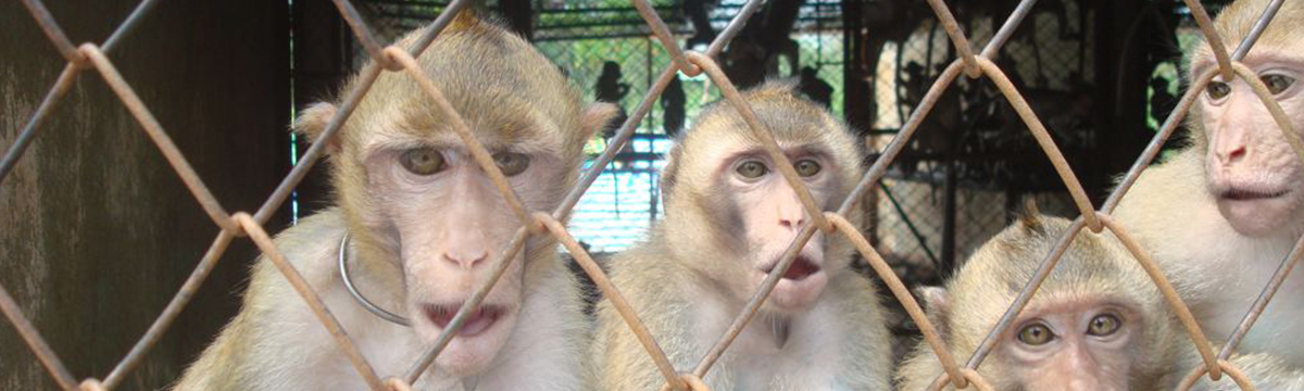 At this very moment, an airline company based in Malta is sending monkeys to American laboratories!