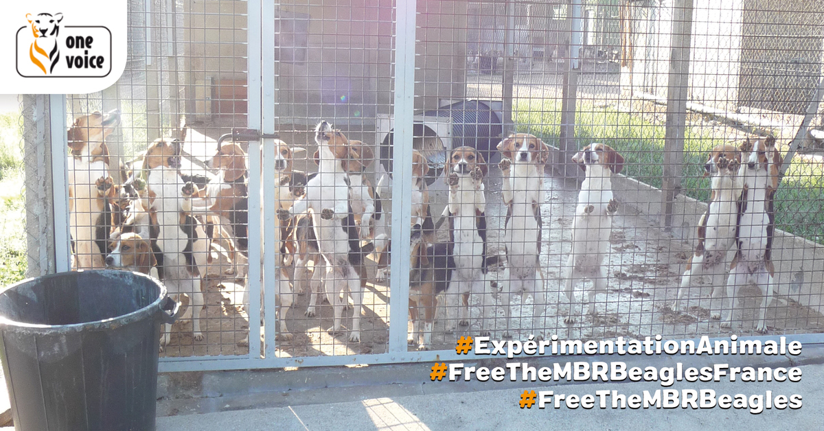 One Voice is campaigning for laboratory dogs in around fifteen towns in France!
