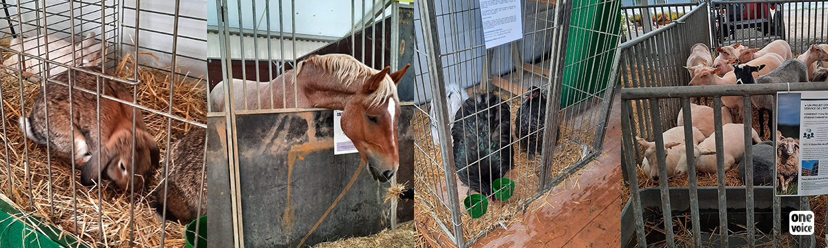 Petting zoo at the European Fair in Strasbourg: open letter to Jeanne Barseghian