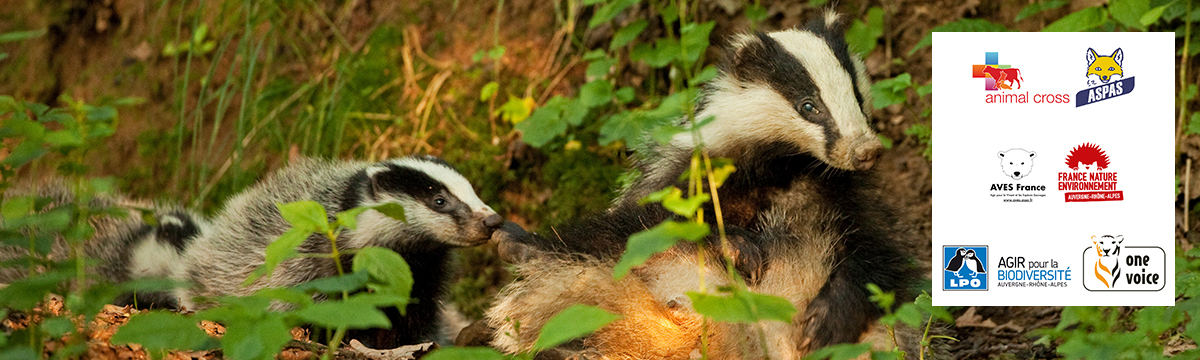 6 NGOs are going to court against badger digging in the AURA region!