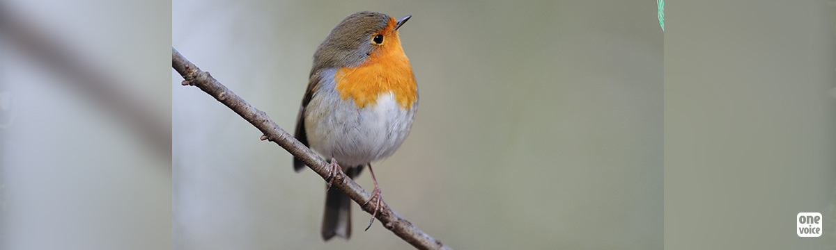 Maybe not the ‘Pablo Escobar of Rigaous*’, but this pensioner has killed and sold thousands of robins