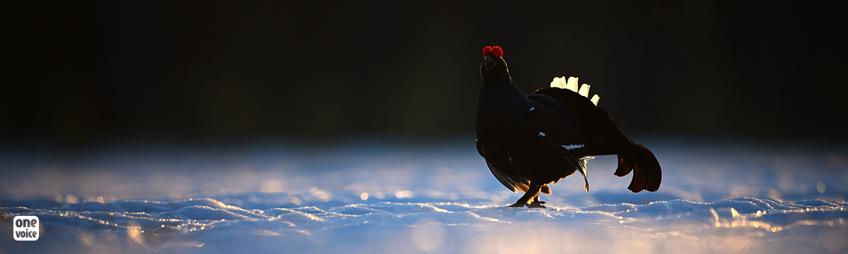 Urgent suspension of black grouse hunting in two out of three areas in the Hautes-Alpes!