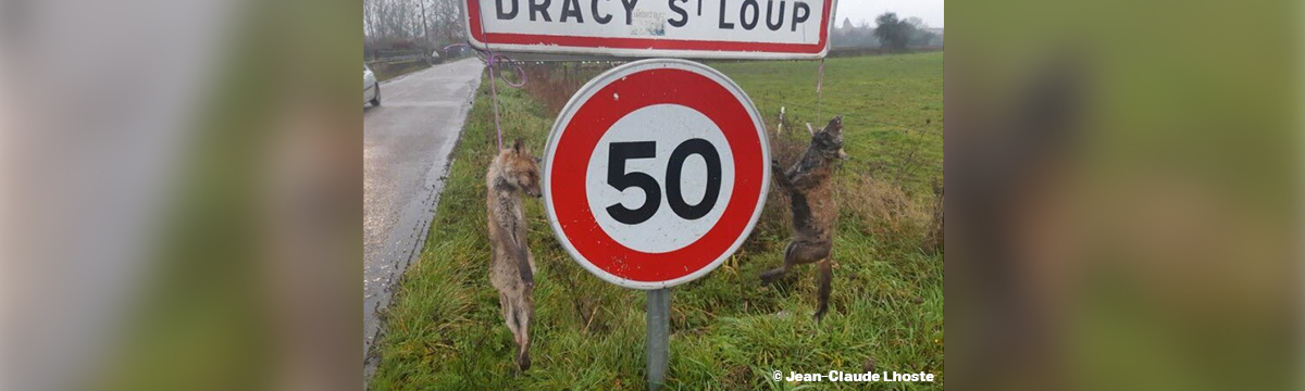 Two foxes hung at the entrance of town: One Voice is launching a witness appeal