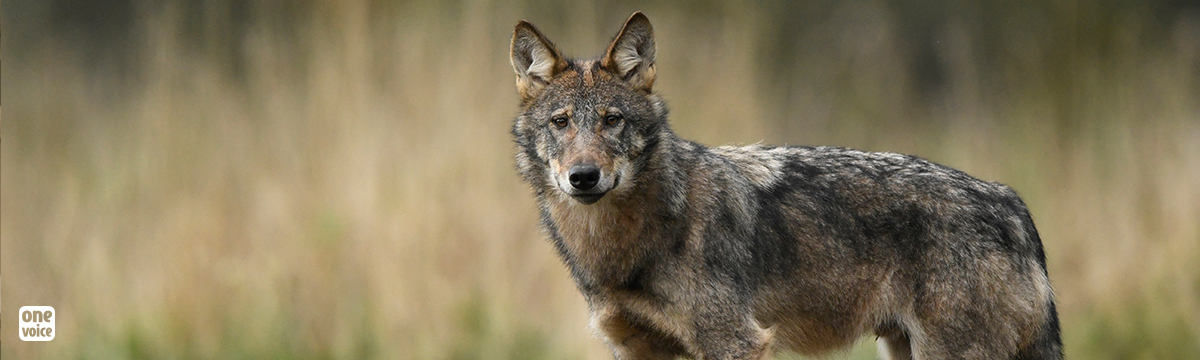 Defending wolves at administrative tribunals continues for One Voice!
