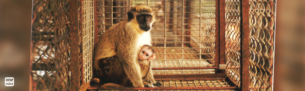 In response to Aymeric Caron and One Voice, Air France communicates the date on which it will stop transporting primates for animal experimentation