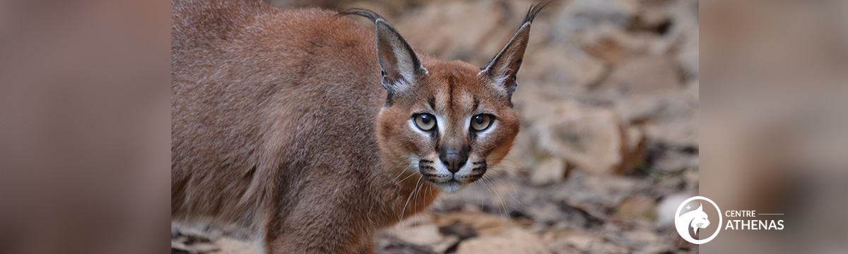 One Voice is defending a caracal, a victim of wild animal trafficking 