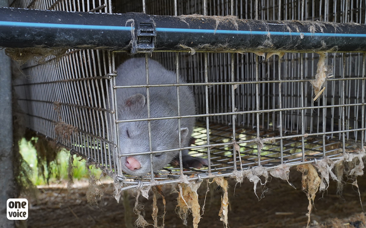 One Voice is rallying throughout France to stop fur being sold in Europe!