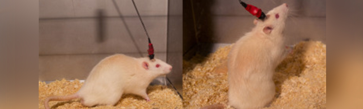Cruel tests on 27,000 rodents will not be banned... for now