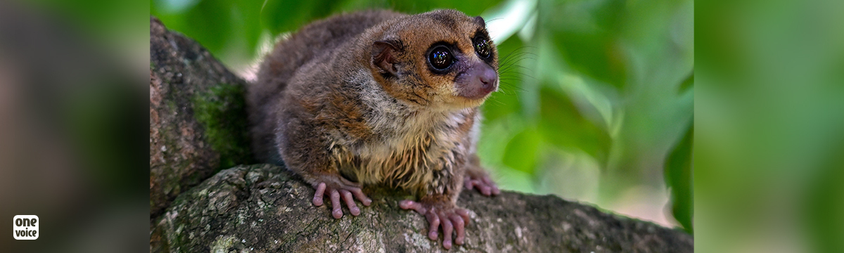 Transparency for mouse lemurs: hearing on 17 January in Versailles