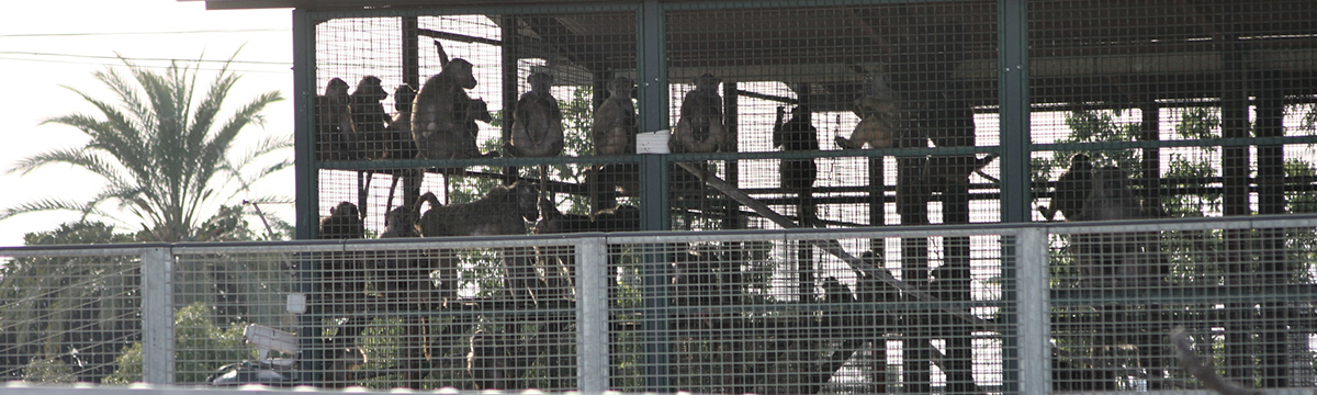 Pour la fermeture de la colonie de babouins de l’université de Murcie