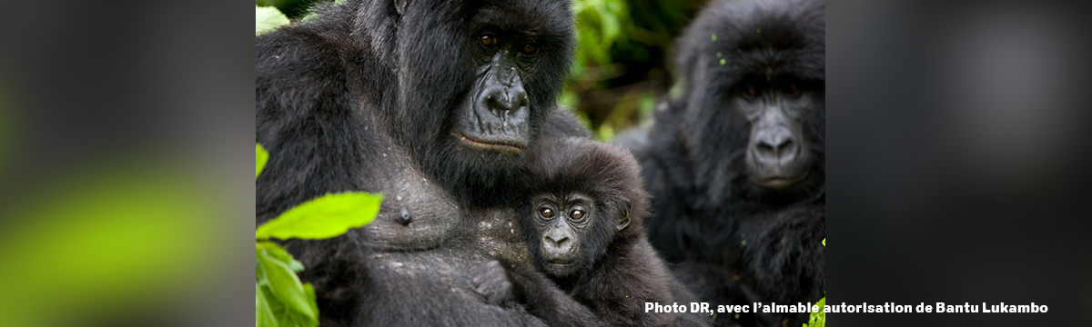 Democratic Republic of the Congo: mountain gorillas are in danger!