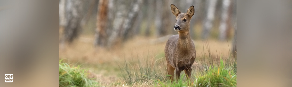 The Saint-Avold deer: welcome to absurdity