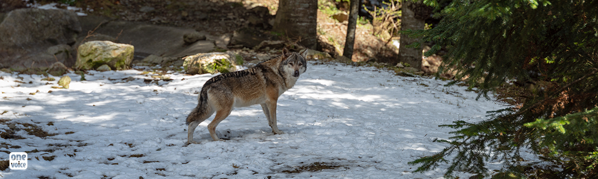 No respite for wolves: new year, new massacres
