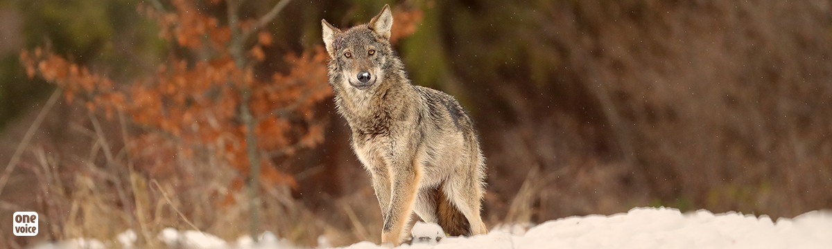 Jura, Alpes-de-Haute-Provence : face aux préfets, One Voice au secours des loups