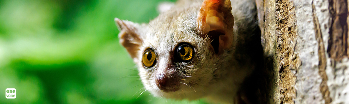 Grey mouse lemurs bred for animal testing: The National Museum of Natural History in France must share their documents with One Voice!