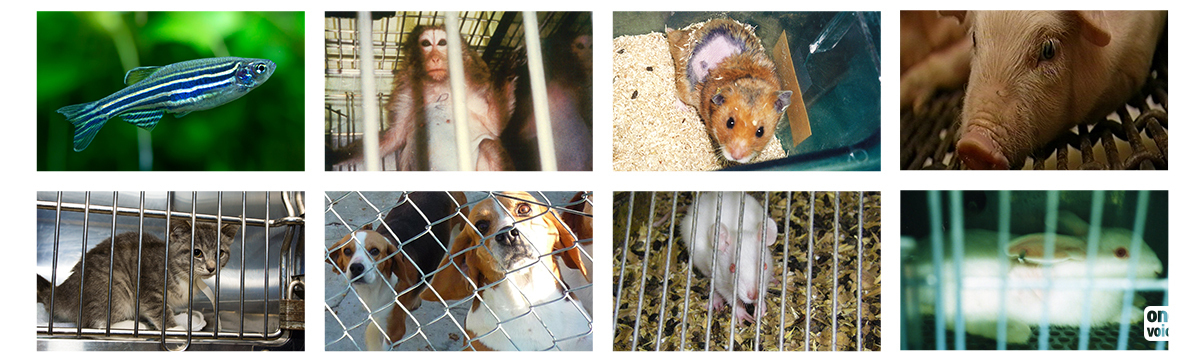 February 2023: new figures on animal testing have been published. Yet more animals and more suffering.