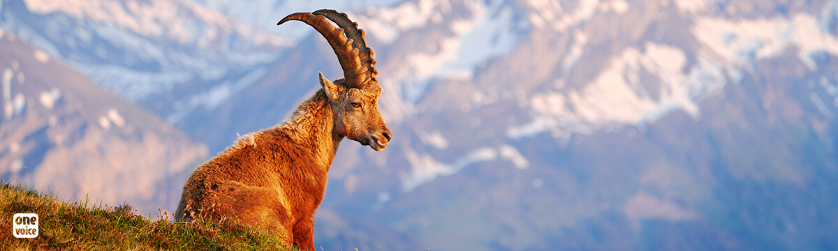 The Bargy ibex killed in 2019: the legal system rules in One Voice’s favour at the appeal