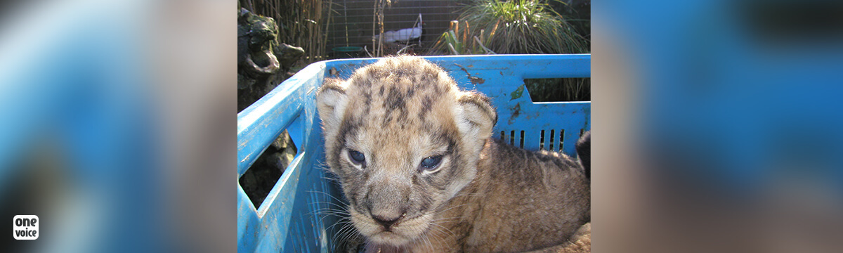 Persecution of captive wild animals sanctioned by the State Council