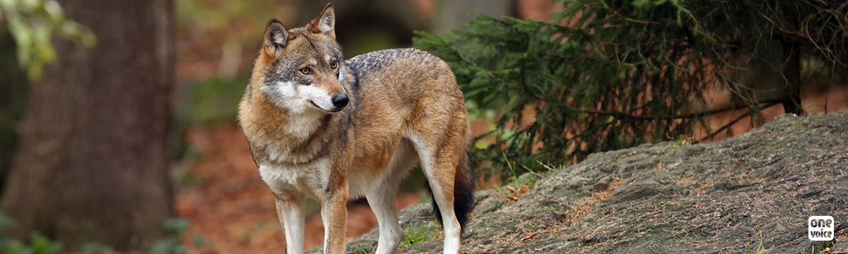 In March, One Voice is rallying for the wolves