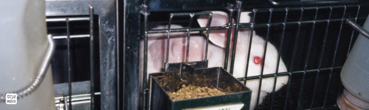 The Council of Europe supports the end of pyrogen testing on rabbits