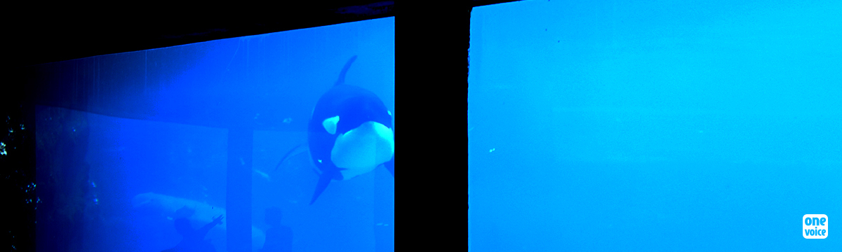 Kiska, an orca born free and dying without ever having seen the sea again