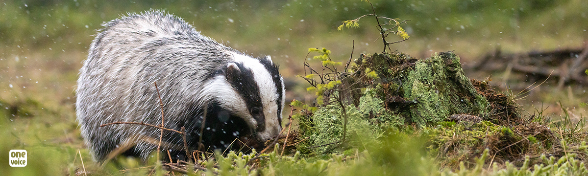 One Voice goes again in the fight against badger digging in Nièvre