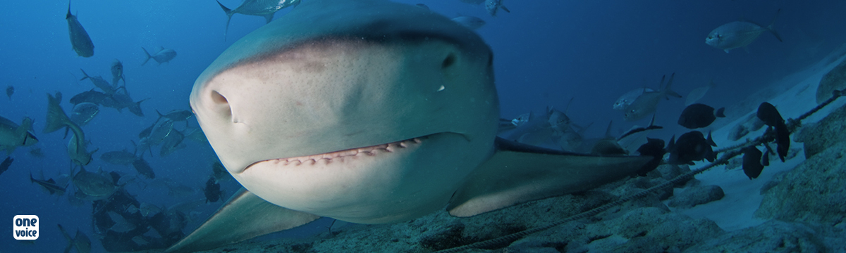Victoire pour les requins de La Réunion : la préfecture abandonne leur pêche en zone protégée