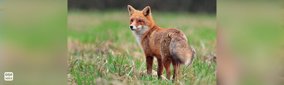 After suspension comes cancellation: when the legal system says stop persecuting the 1700 foxes in Oise