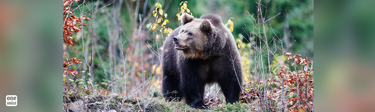Consultation publique : dites non à l’effarouchement des ours bruns dans les Pyrénées !