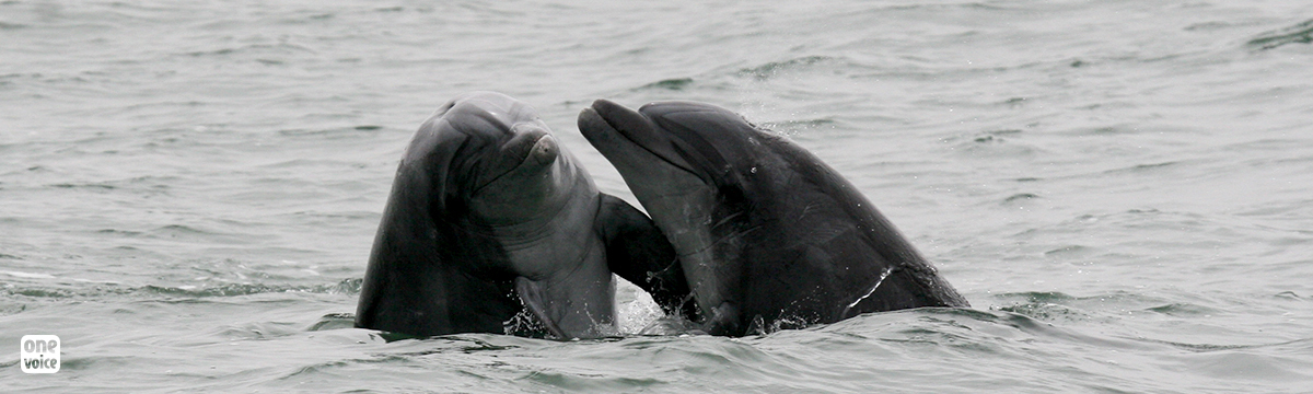 Expérimentation animale : l’État donne son feu vert à des expériences mutilant des dauphins