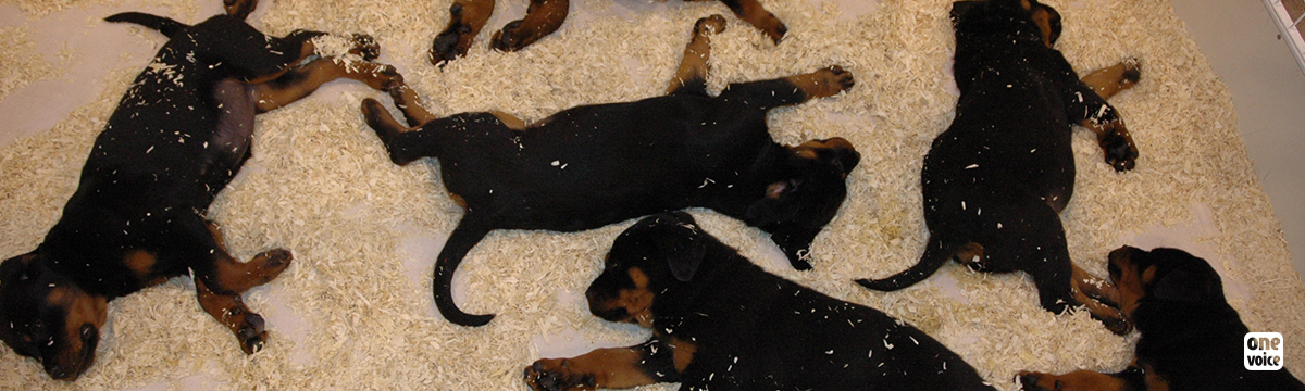 Puppy show in Metz: open letter to the SAS Passion Chiots Organisation
