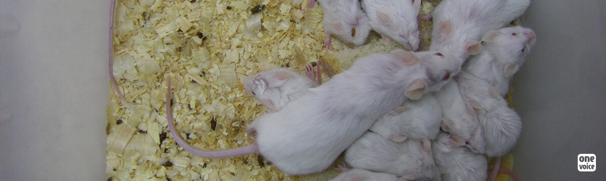 Animaux en « surplus » dans l’expérimentation animale : recours de One Voice au tribunal administratif