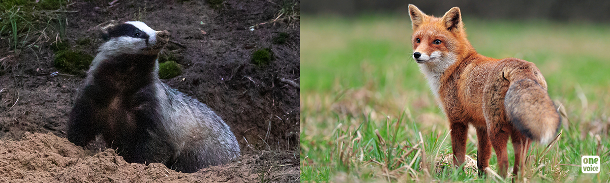 Underground hunting with hounds: One Voice at work to defend foxes and badgers