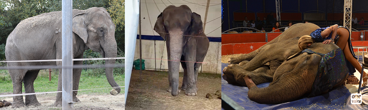 After more than 40 years in the circus and of inaction from public powers, Dumba the elephant has died