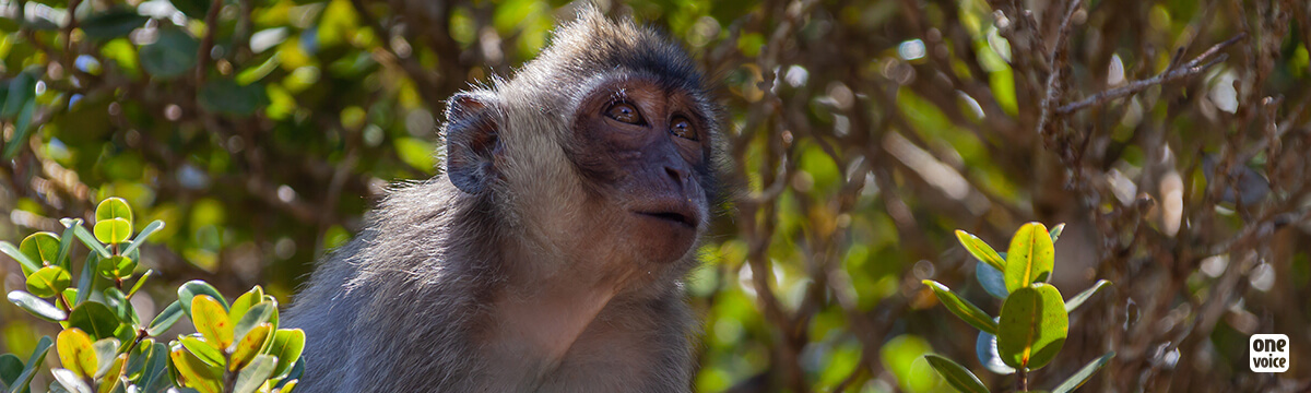 Epidémie de tuberculose chez les singes à Maurice : One Voice et ses partenaires appellent à interdire ce commerce international!