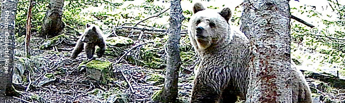A hearing against scaring brown bears in the Pyrenees at the State Council on 24 May
