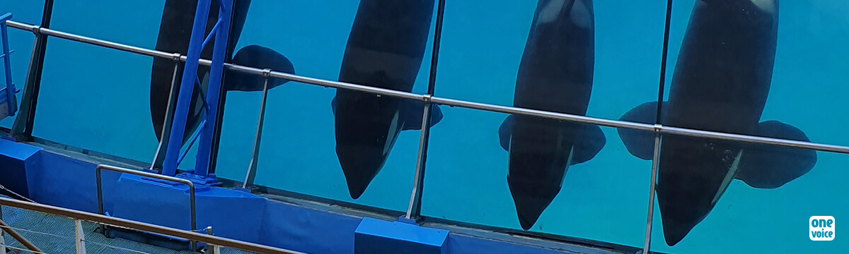 Marineland compte envoyer ses orques dans un delphinarium au Japon: One Voice prépare l'offensive