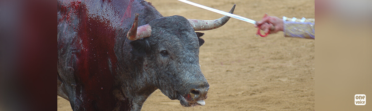 A second day against bullfighting: around thirty towns are rallying