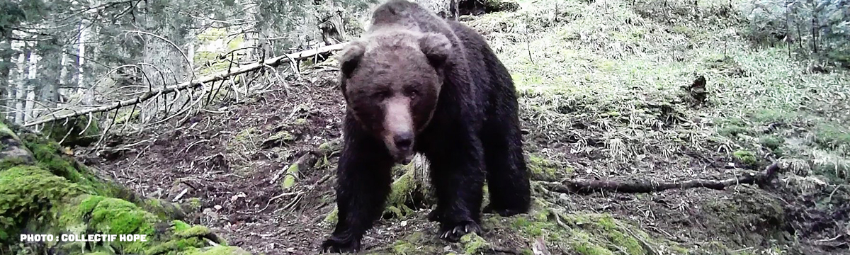 One Voice poursuit son combat contre l’effarouchement des ours : audience le 16 juin 2023 au Conseil d’État