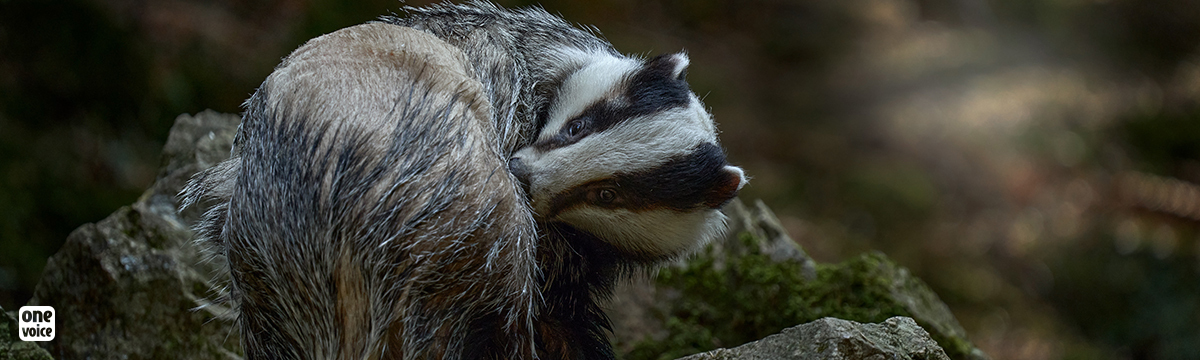 Peace for badgers this summer in fourteen departments!